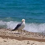 Vmg Thassos リメナリア